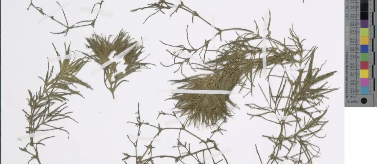 Najas indica