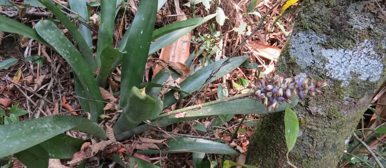 Aechmea coelestis