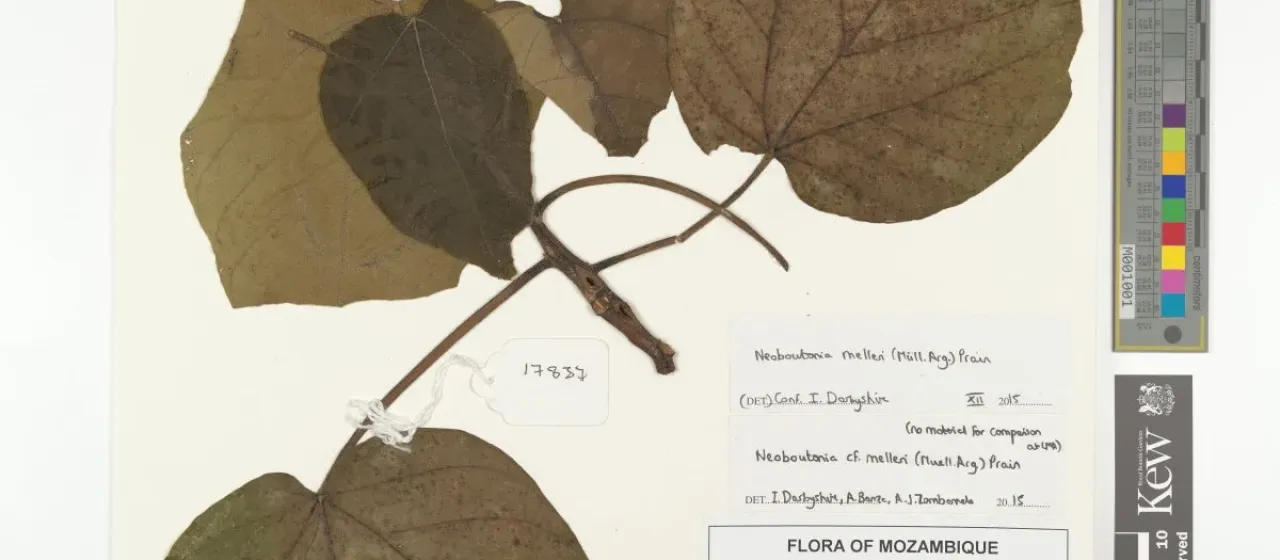 Neoboutonia melleri