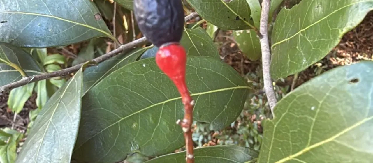Damburneya coriacea