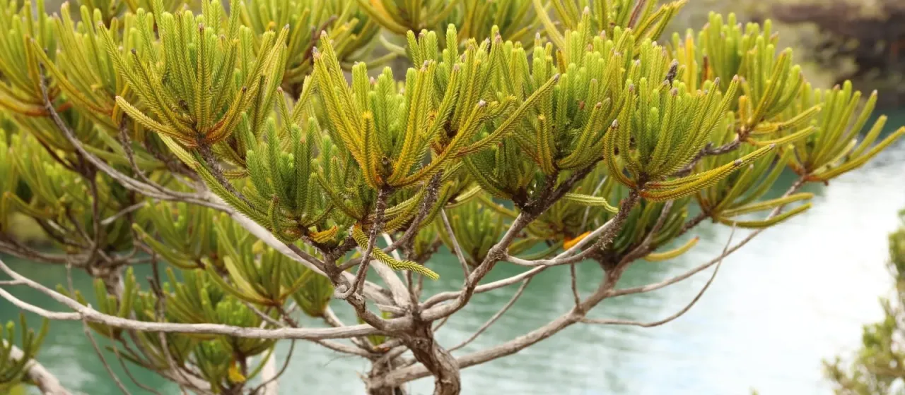 Neocallitropsis pancheri