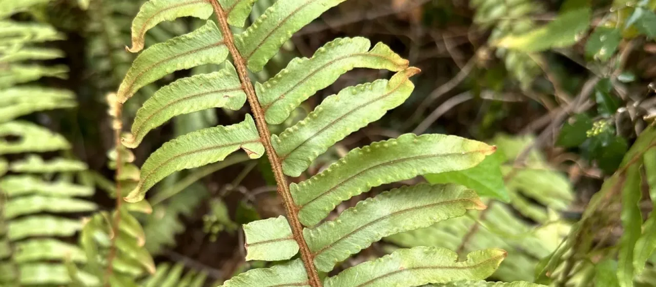 Nephrolepis hirsutula