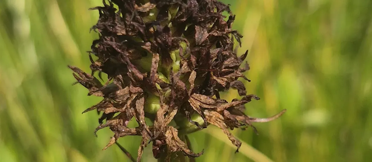 Black vanilla orchid