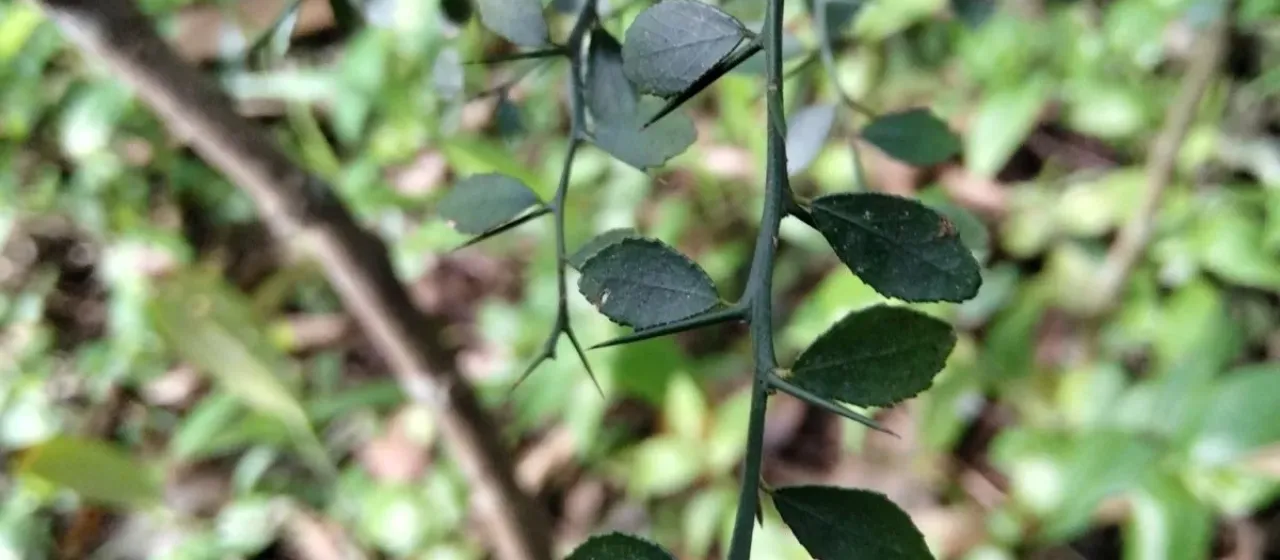 Australian finger lime
