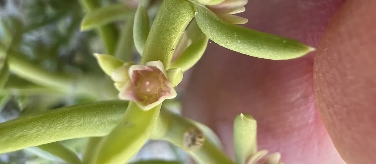 Nitrophila occidentalis