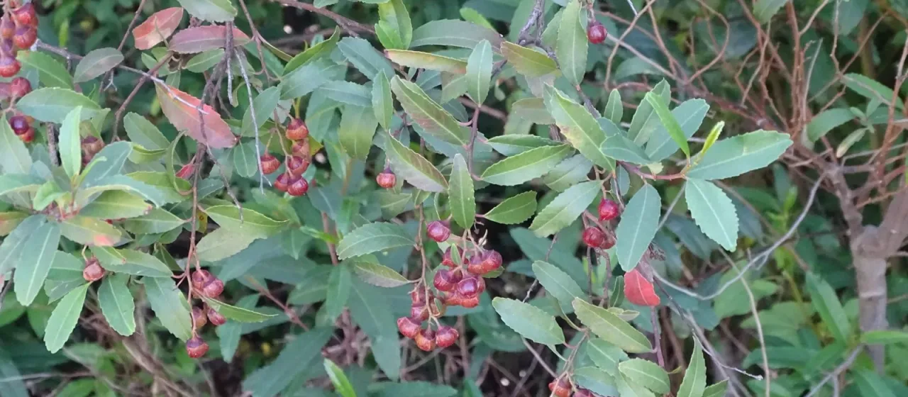 Noltea africana