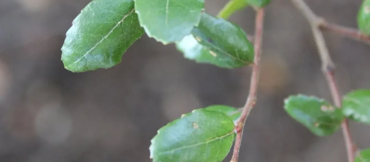 Nothofagus apiculata