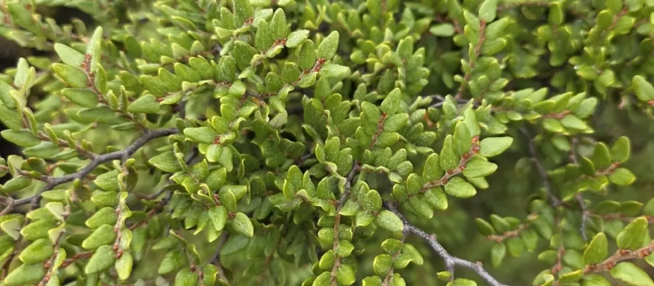 Mountain Beech