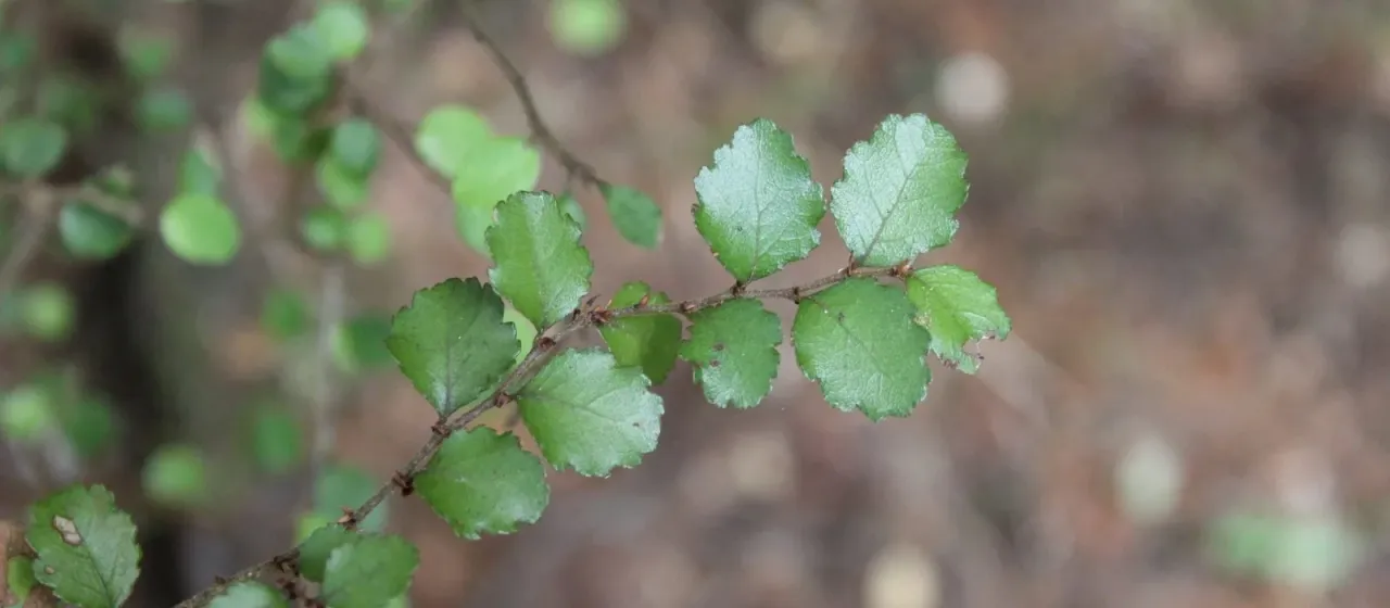 Silver beech