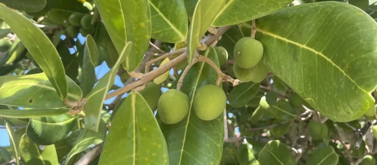 Madagascar olive