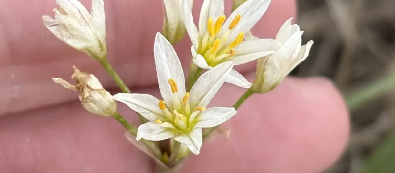 False garlic