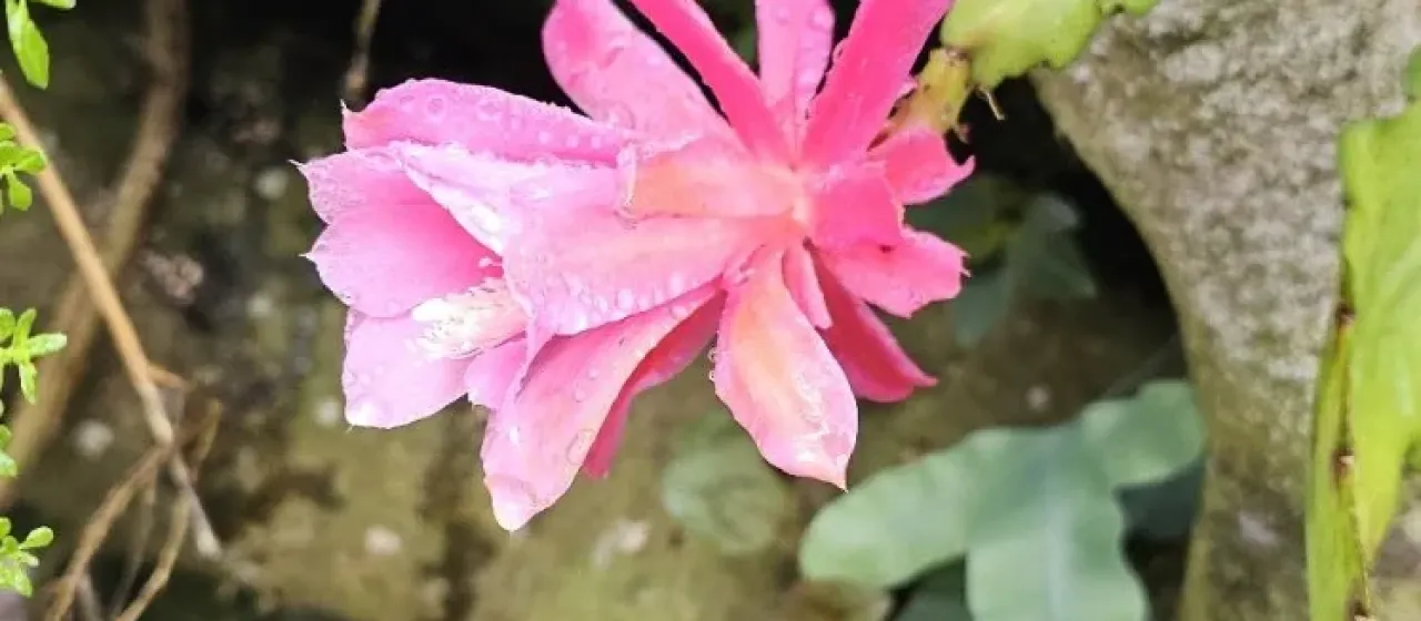 Disocactus phyllanthoides