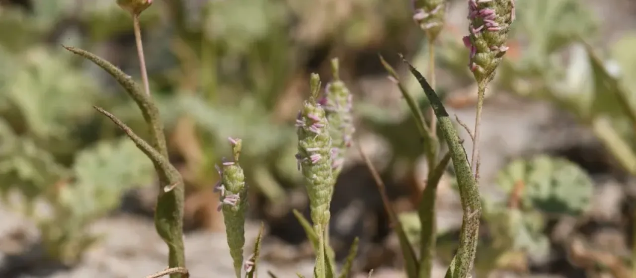 Colusa grass