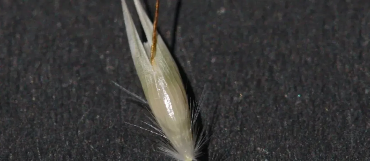 Rytidosperma penicillatum