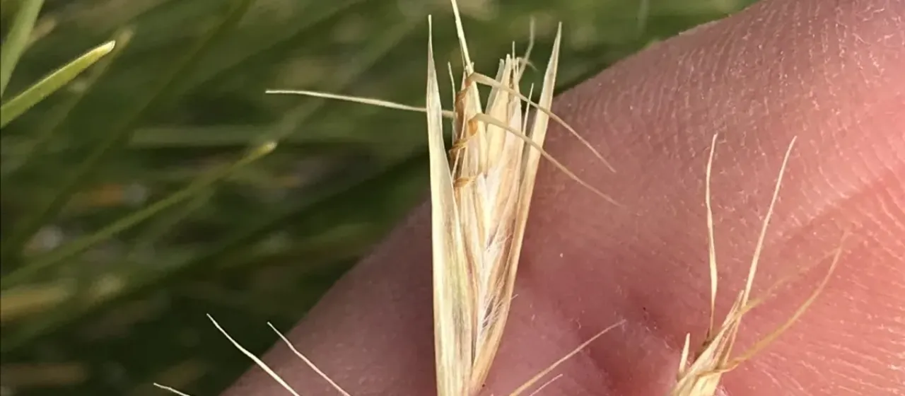 Bristle-leaf wallaby grass