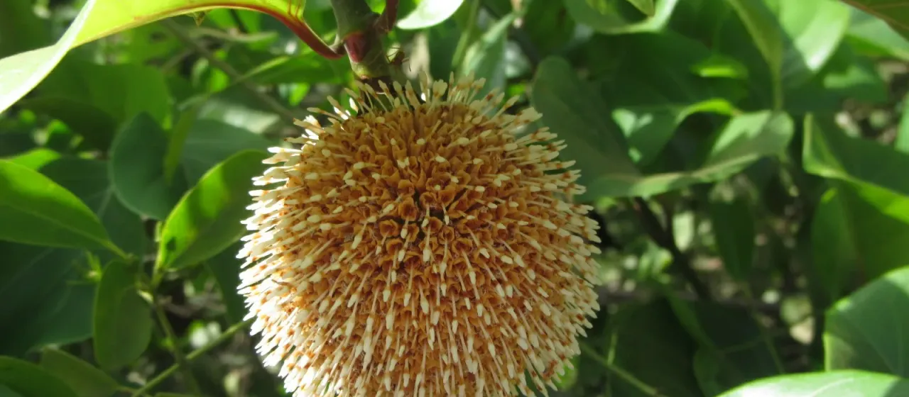 Nauclea latifolia