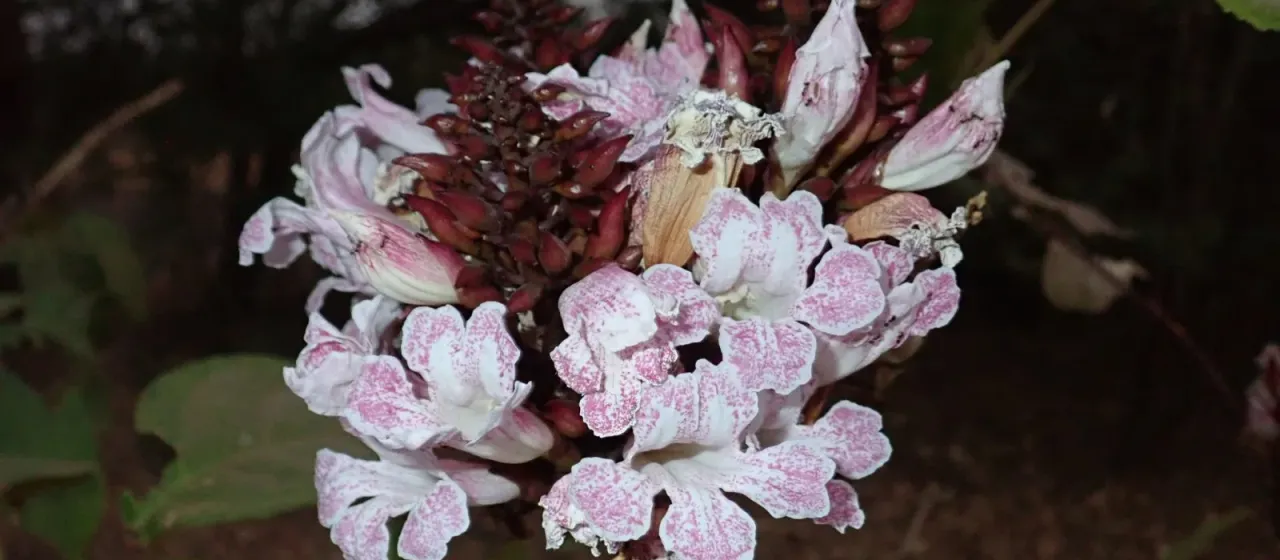 Newbouldia laevis