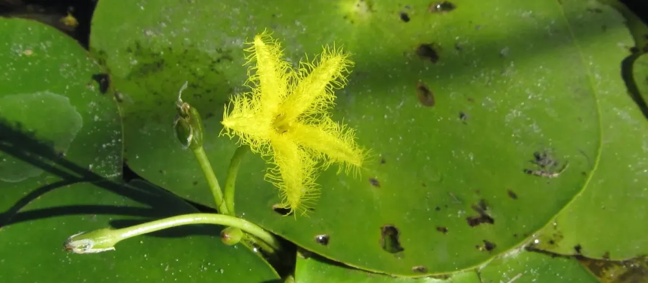 Nymphoides forbesiana