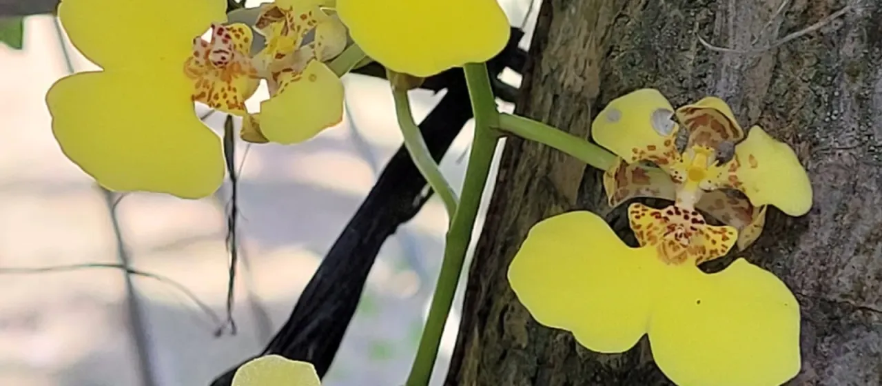 Oncidium ampliatum
