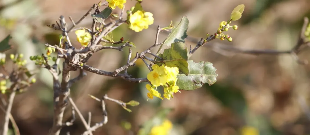 Ochna natalitia