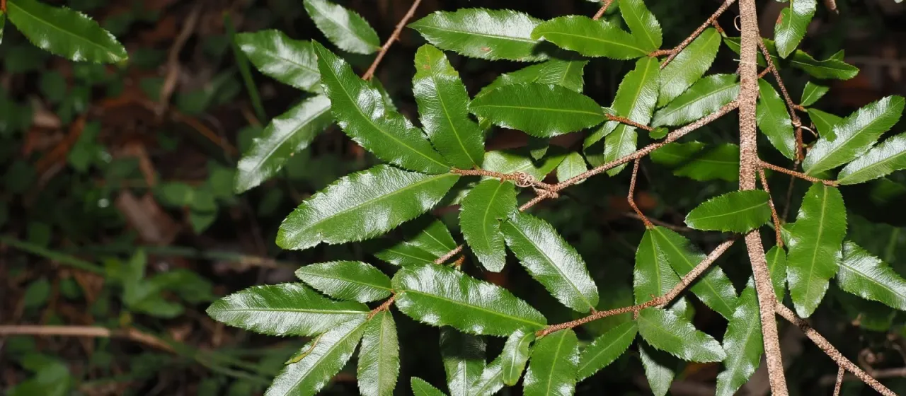 Bird's eye plant