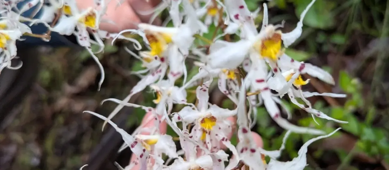 Odontoglossum