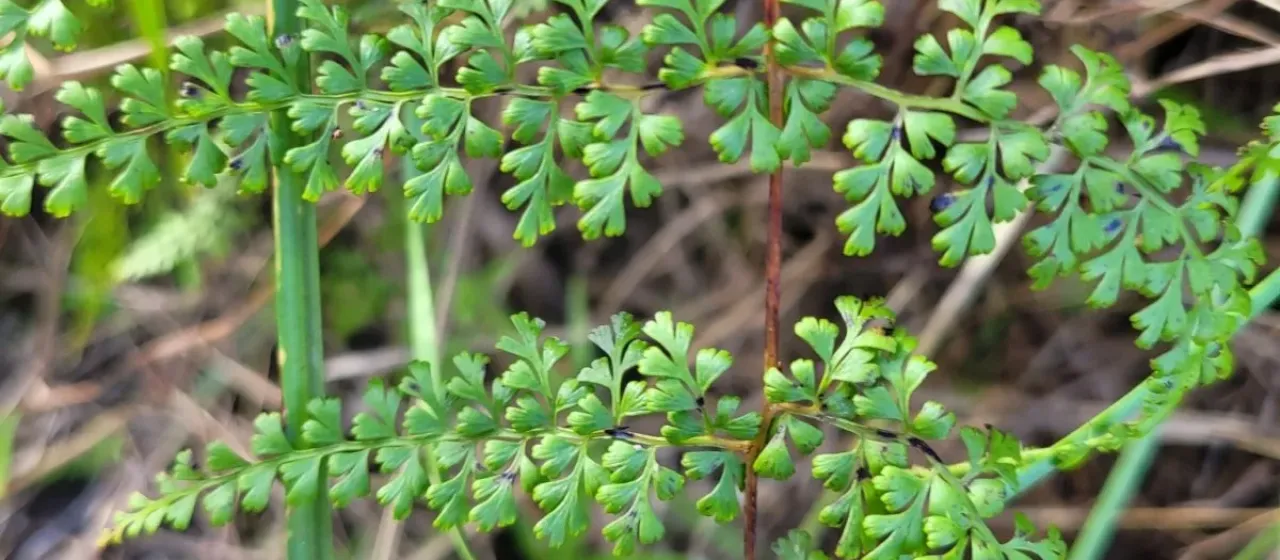 Spiny lace fern