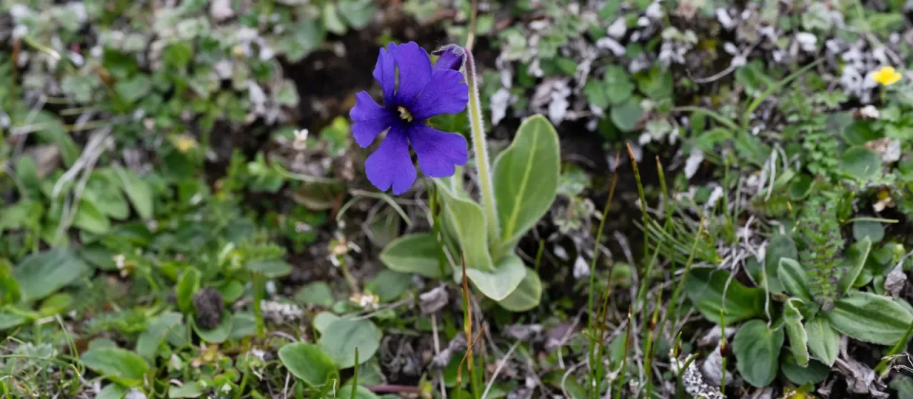 Omphalogramma vinciflorum