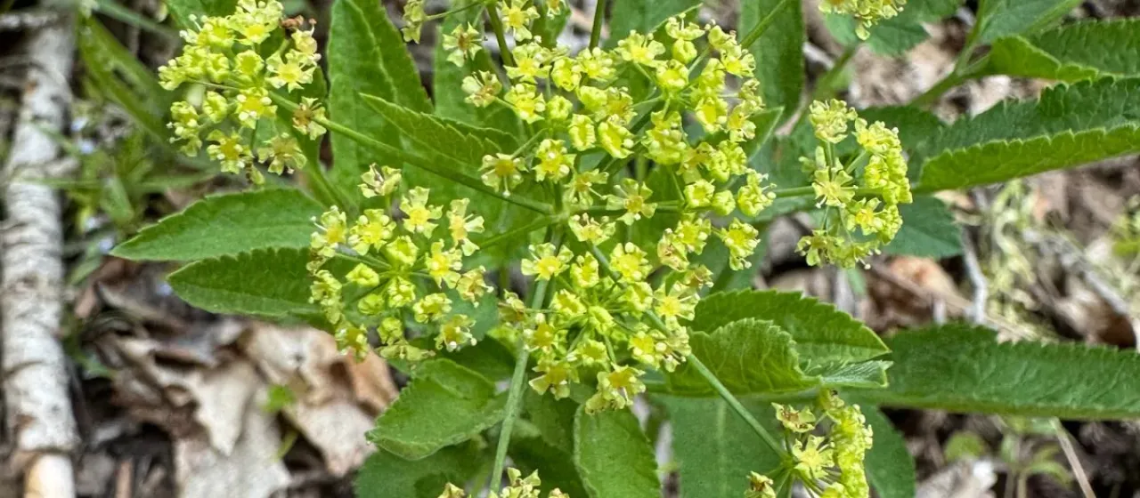 Western sweetroot