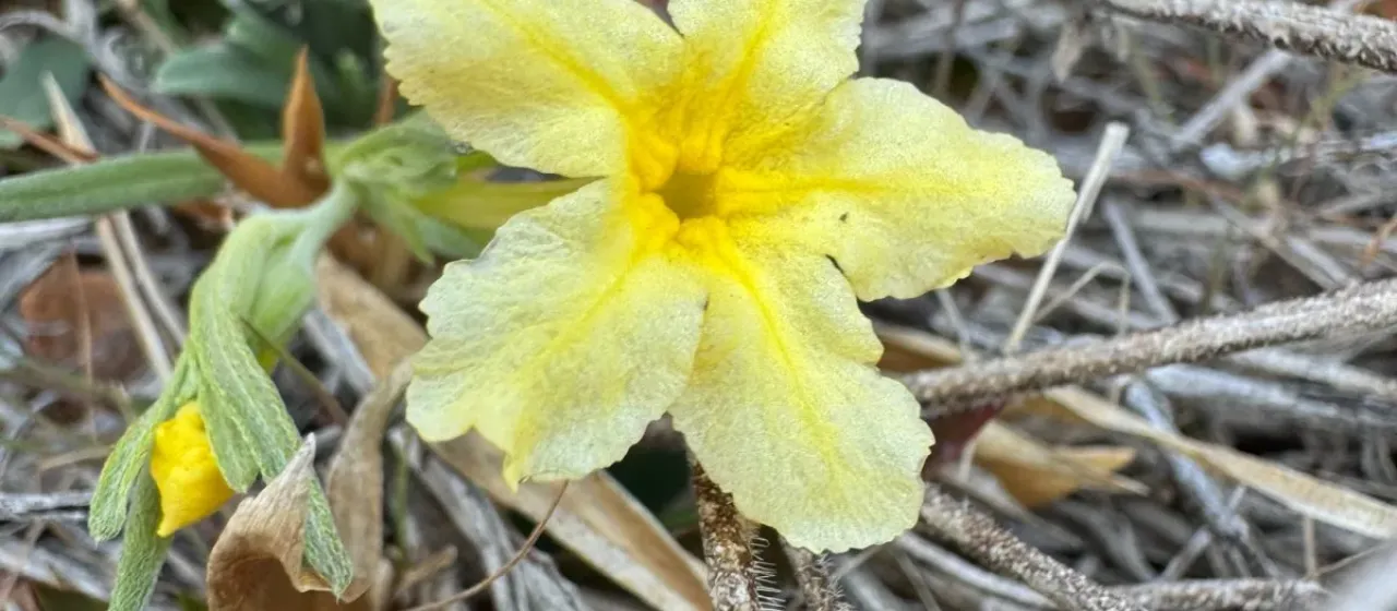 Onosmodium