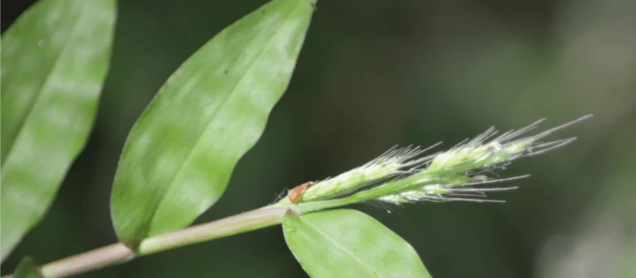 Burmann's basketgrass