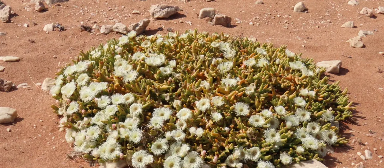 Opophytum aquosum