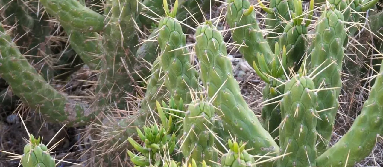 Eve's pin cactus