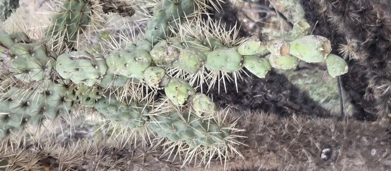 Cylindropuntia fulgida