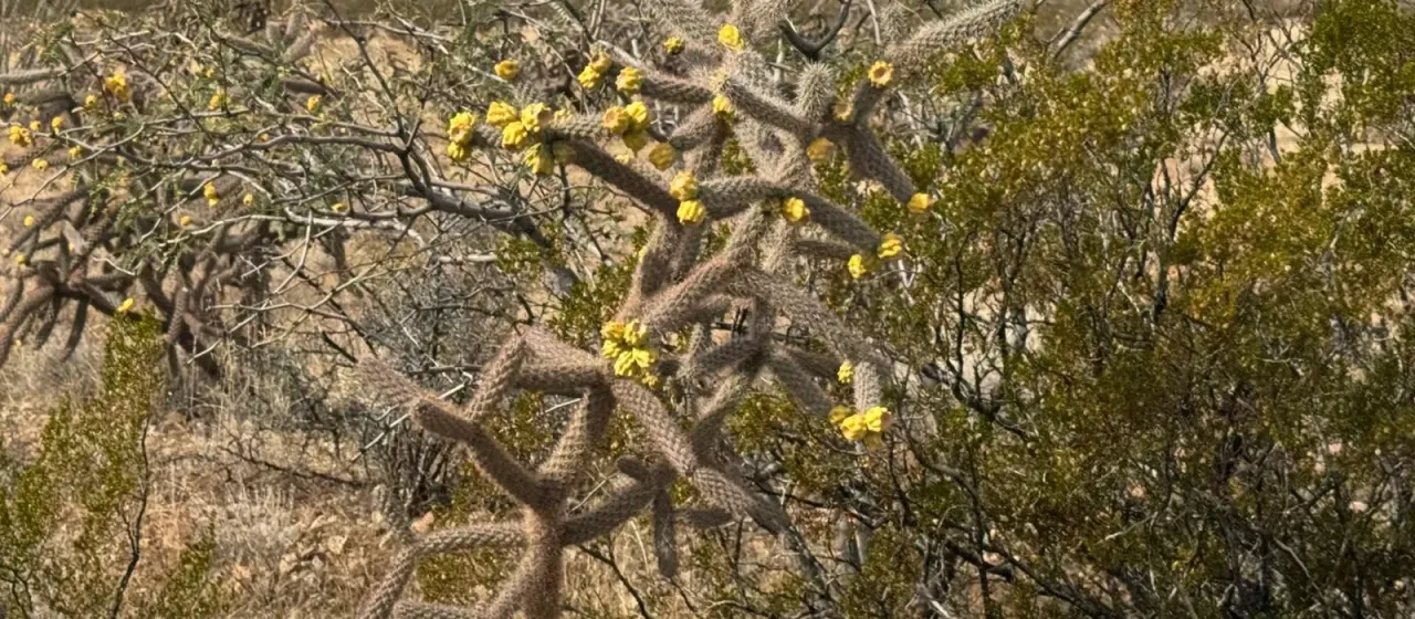 Cane cactus
