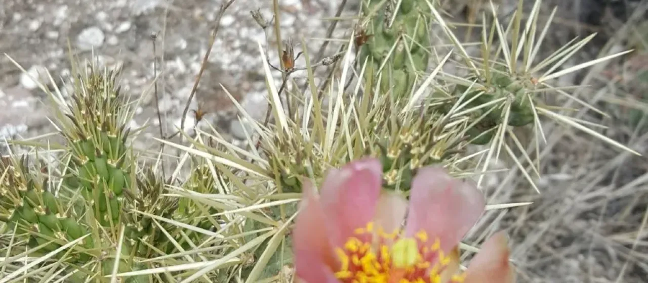 Rose cholla
