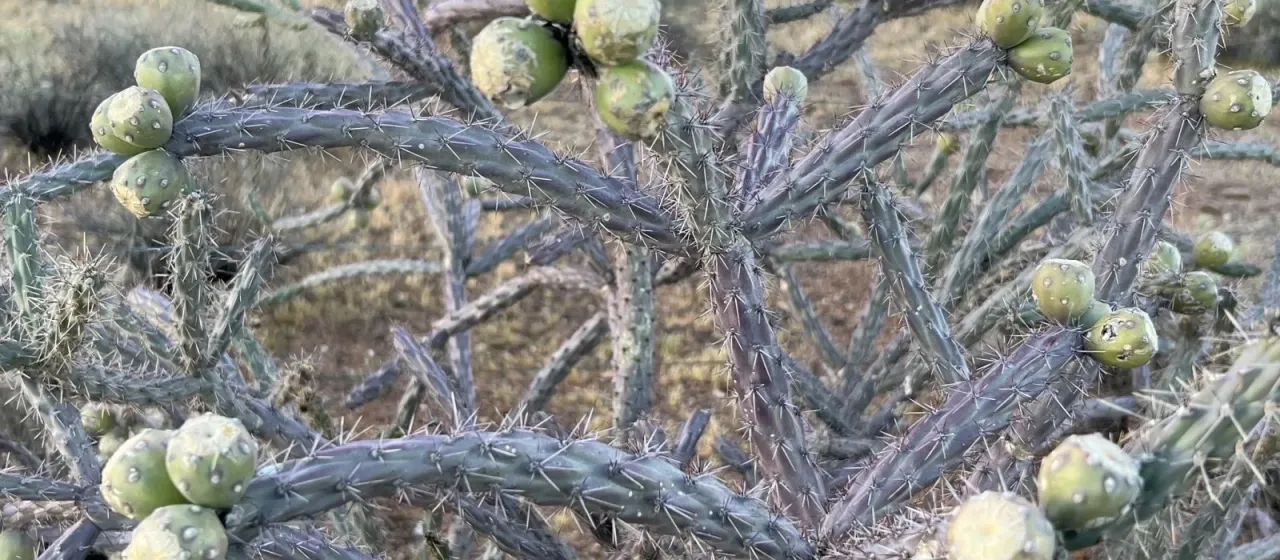 Cane cholla