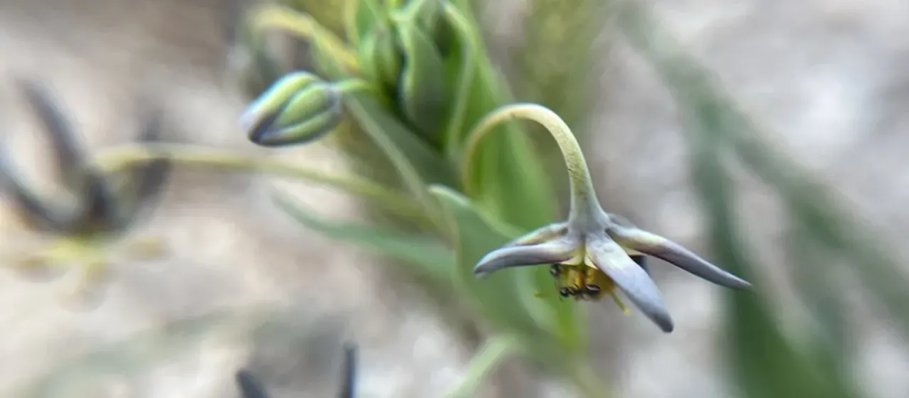 Ornithoglossum viride