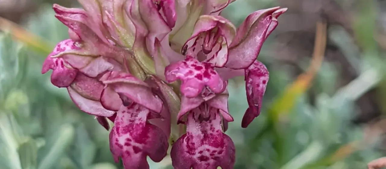 Bug orchid