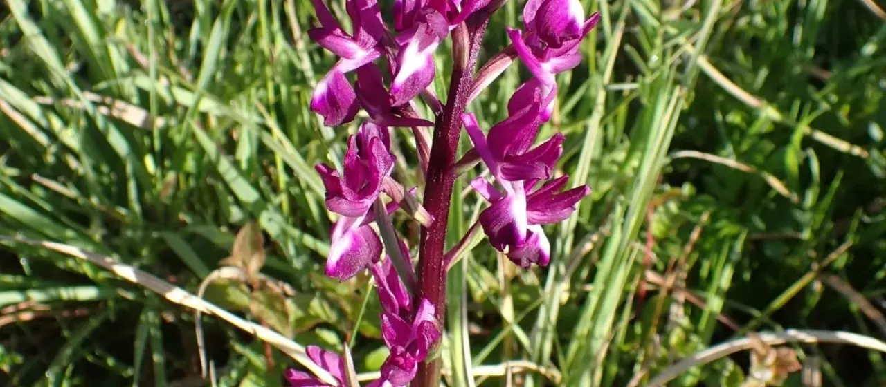 Lax-flowered orchid