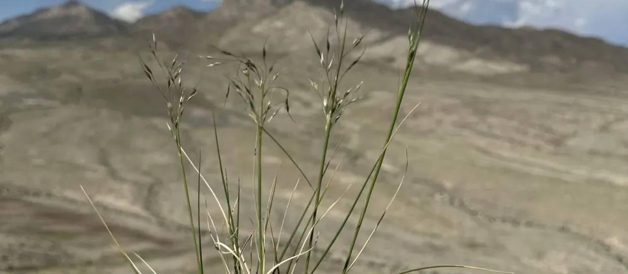 Bloomer's ricegrass