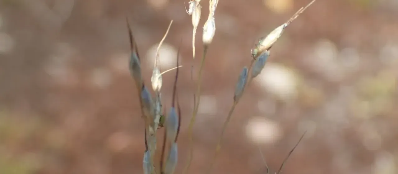 Canadian mountain-ricegrass