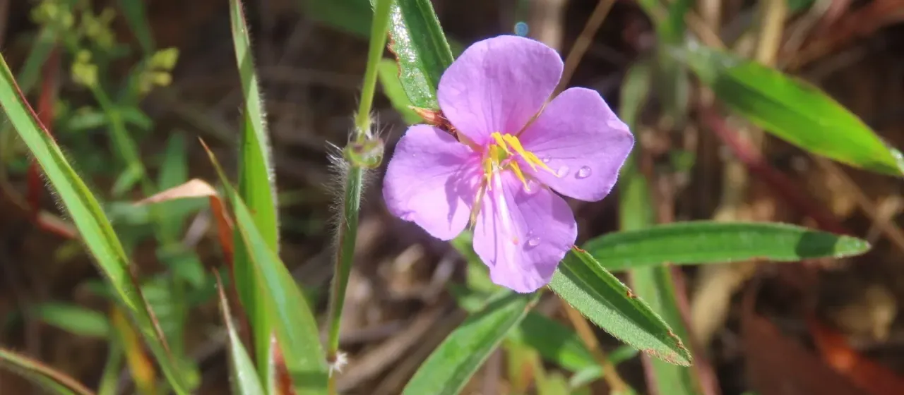 Chinese osbeckia