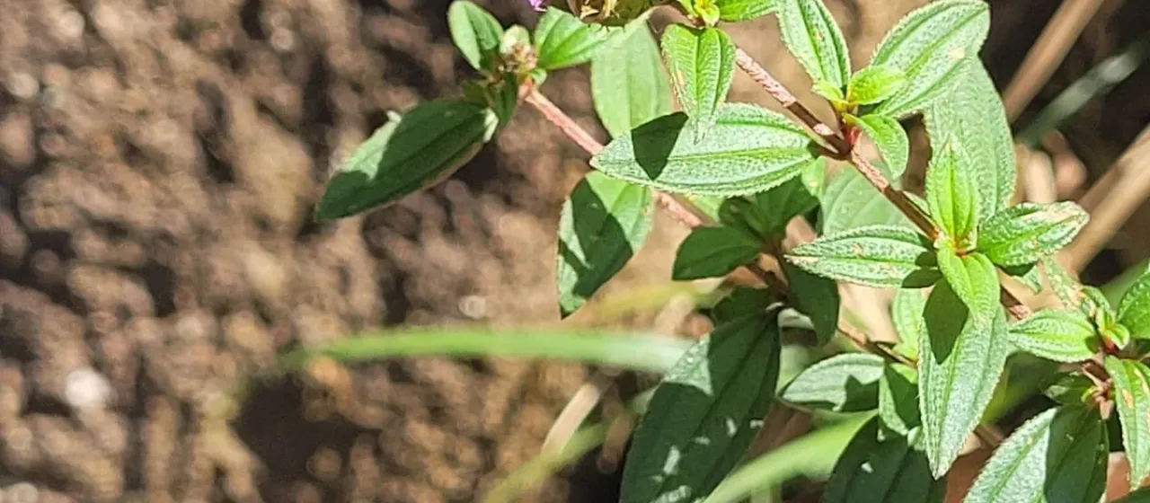 Osbeckia virgata