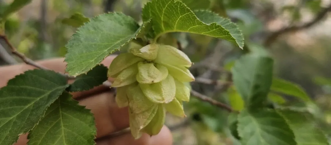 Knowlton hophornbeam