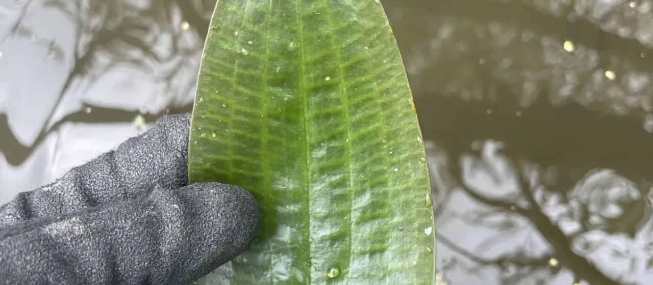 Ottelia ovalifolia