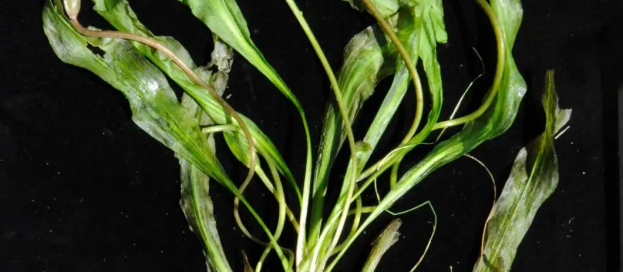 Ottelia ulvifolia