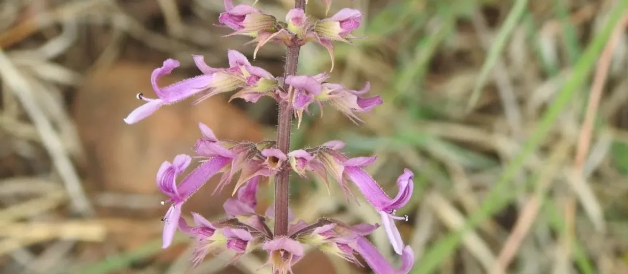 Orthosiphon serratus