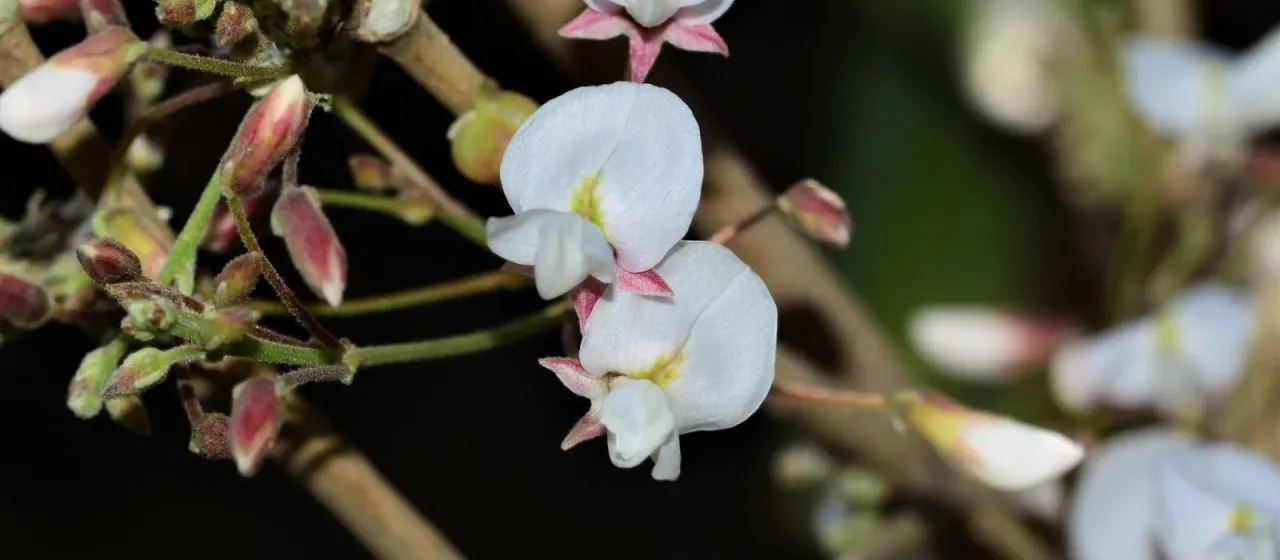 Ougeinia oojeinensis