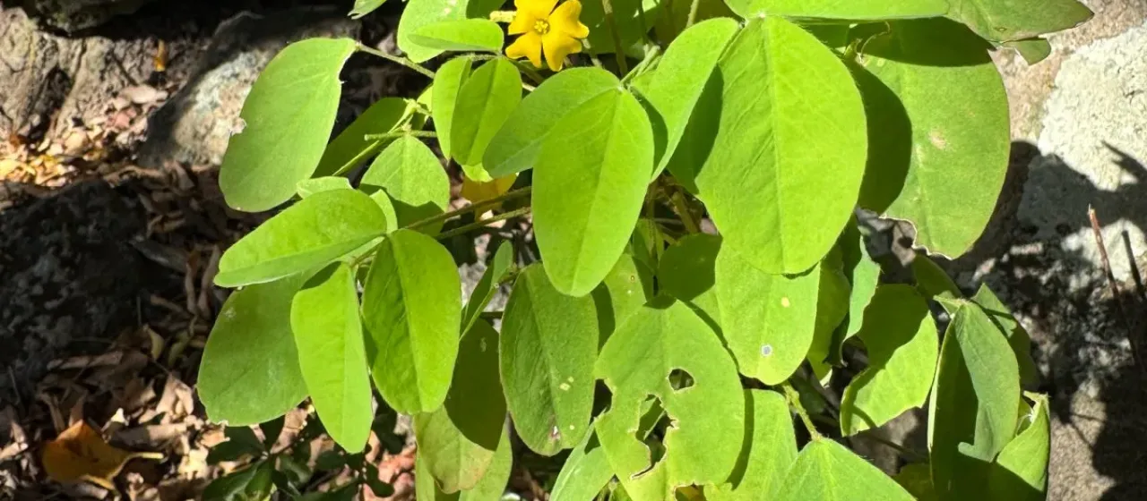 Кислица кустарниковая